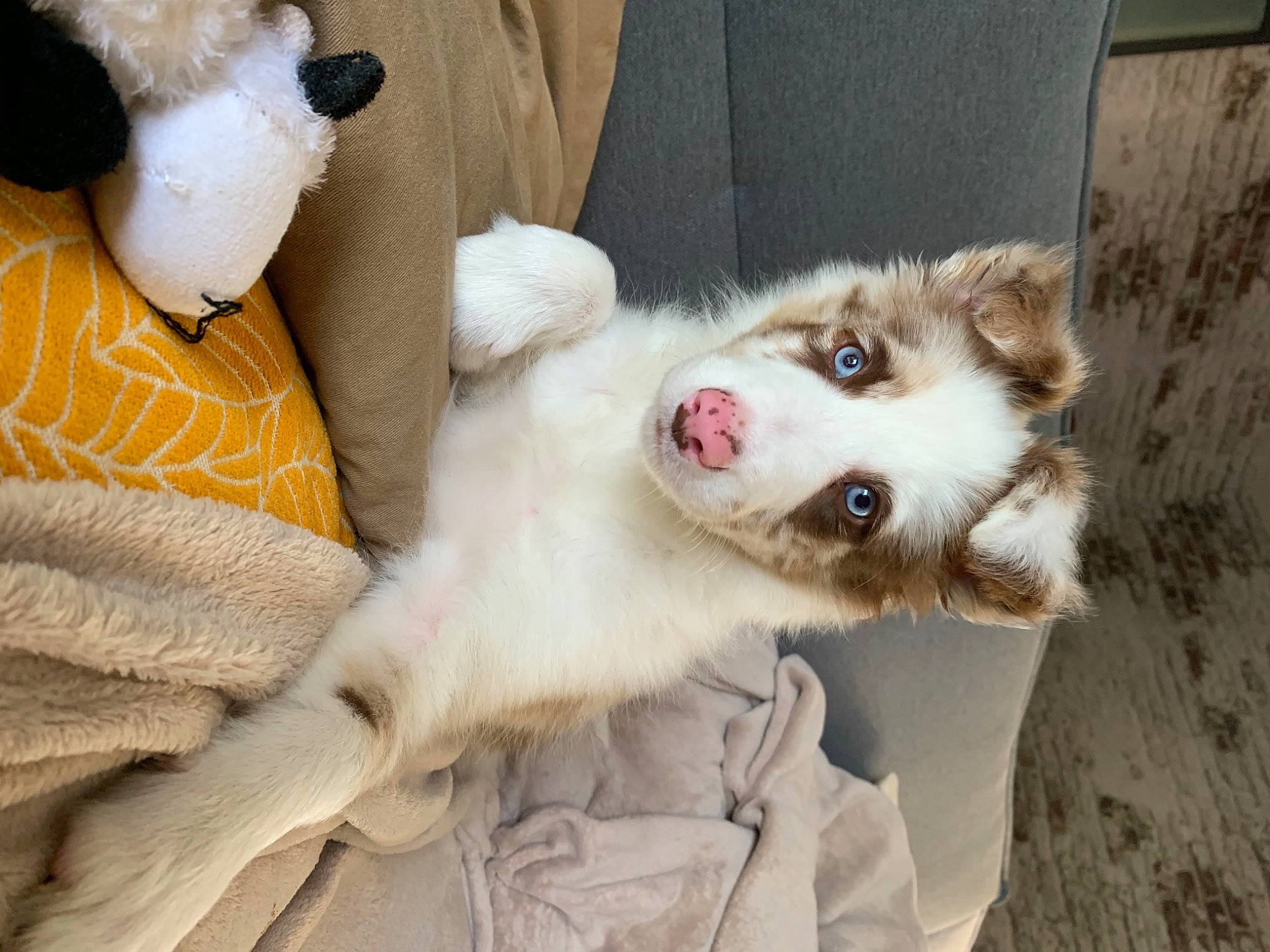 Shelby participe au concours pour gagner de l'argent avec cette photo : australian_shepherd, border_collie, canidae, carnivore, companion_dog, dog, dog_breed, ear, fawn, mammal, miniature_australian_shepherd, nose, paw, puppy, puppy_love, sporting_group