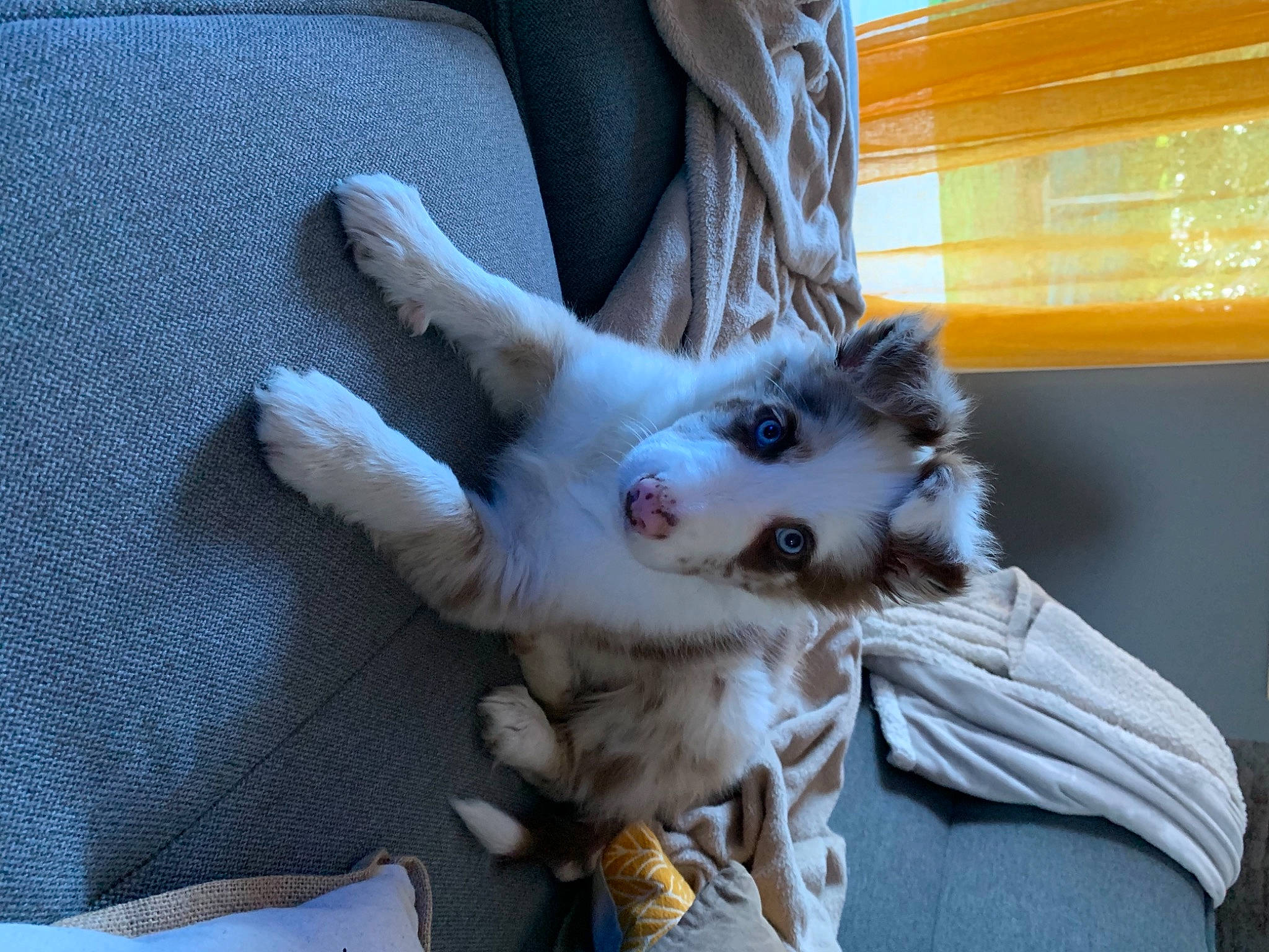 Shelby a rejoint le concours — aidez-le/la à gagner de superbes lots ! australian_shepherd, border_collie, canidae, carnivore, dog, dog_breed, mammal, puppy, snout, sporting_group