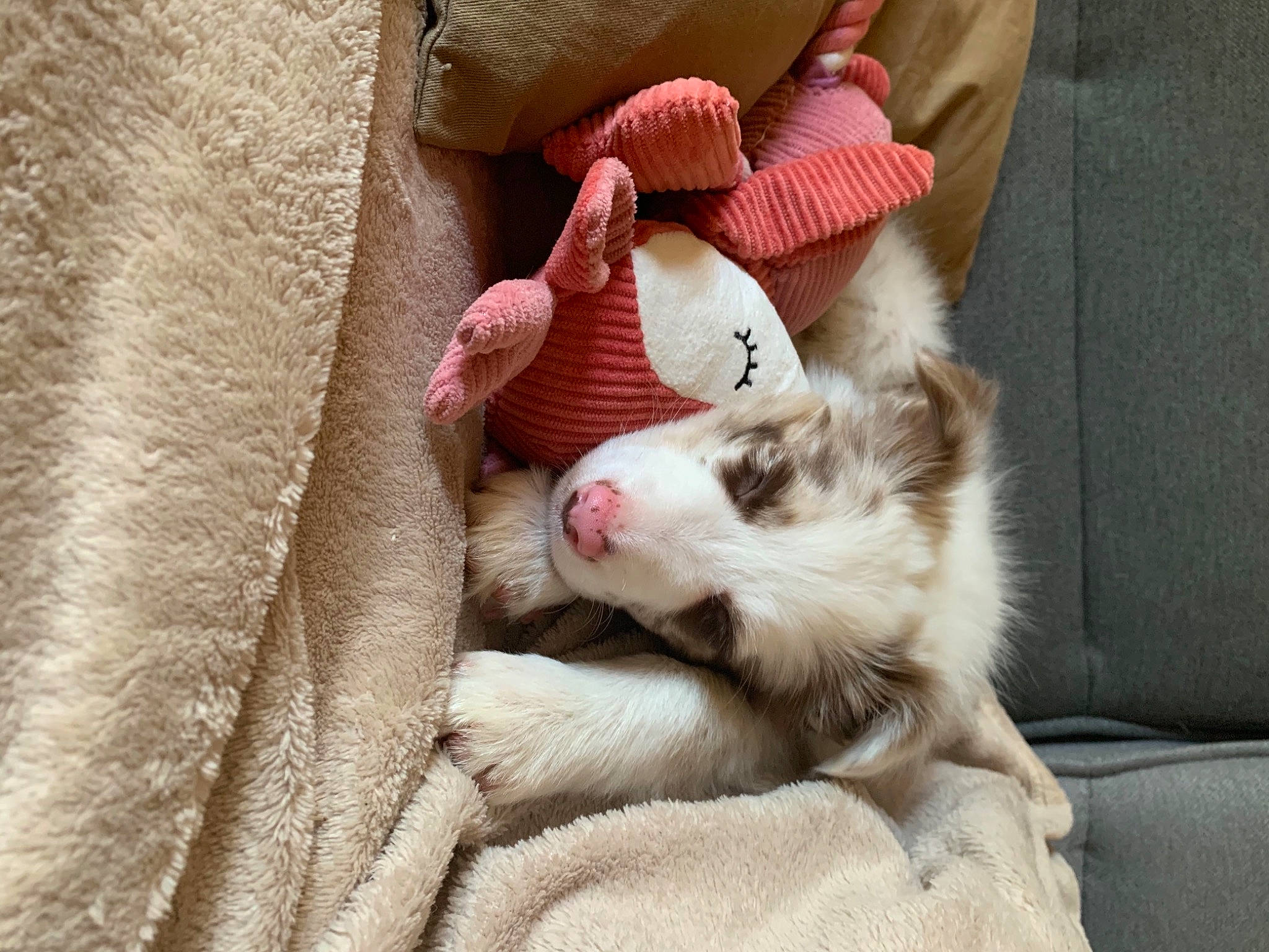 Shelby a rejoint le concours — aidez-le/la à gagner de superbes lots ! canidae, carnivore, cat, companion_dog, dog_breed, fawn, felidae, kitten, puppy, puppy_love, small_to_medium_sized_cats