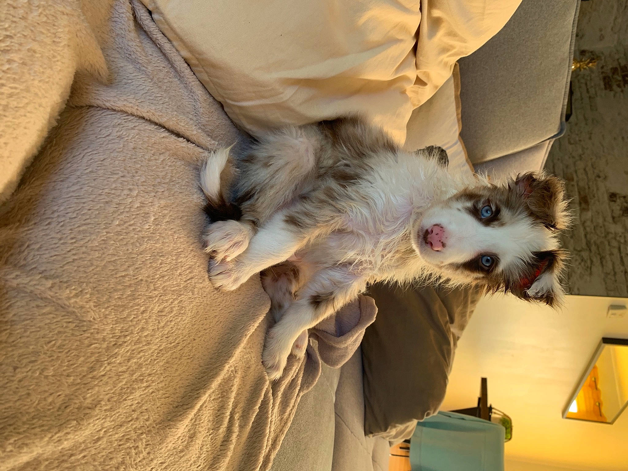 Shelby a rejoint le concours — aidez-le/la à gagner de superbes lots ! canidae, carnivore, companion_dog