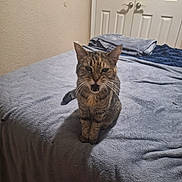 Gracie joined the competition — help win amazing prizes! bed, bedding, bedroom, blanket, cat, closet_doors, domestic_animal, folded_blanket, fur, furniture, indoor, meowing, paws, pet, portrait, sheet, tabby, tail, wall, whiskers