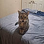 bed, bedding, bedroom, blanket, cat, closet_doors, domestic_animal, folded_blanket, fur, furniture, indoor, meowing, paws, pet, portrait, sheet, tabby, tail, wall, whiskers