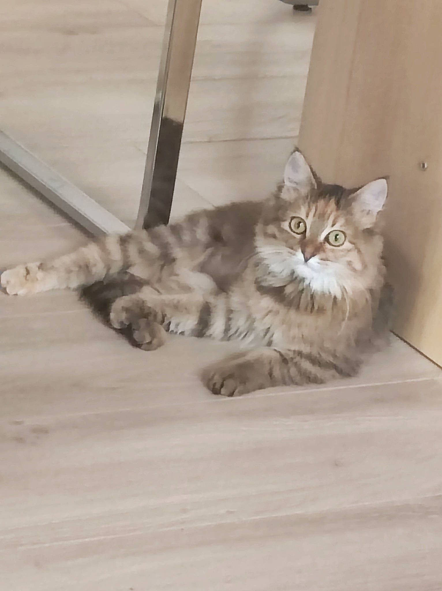 Shelby a rejoint le concours — aidez-le/la à gagner de superbes lots ! british_longhair, carnivore, cat, claw, comfort, domestic_short_haired_cat, fawn, felidae, flooring, fur, hardwood, paw, ragdoll, sitting, small_to_medium_sized_cats, tail, terrestrial_animal, whiskers, wood