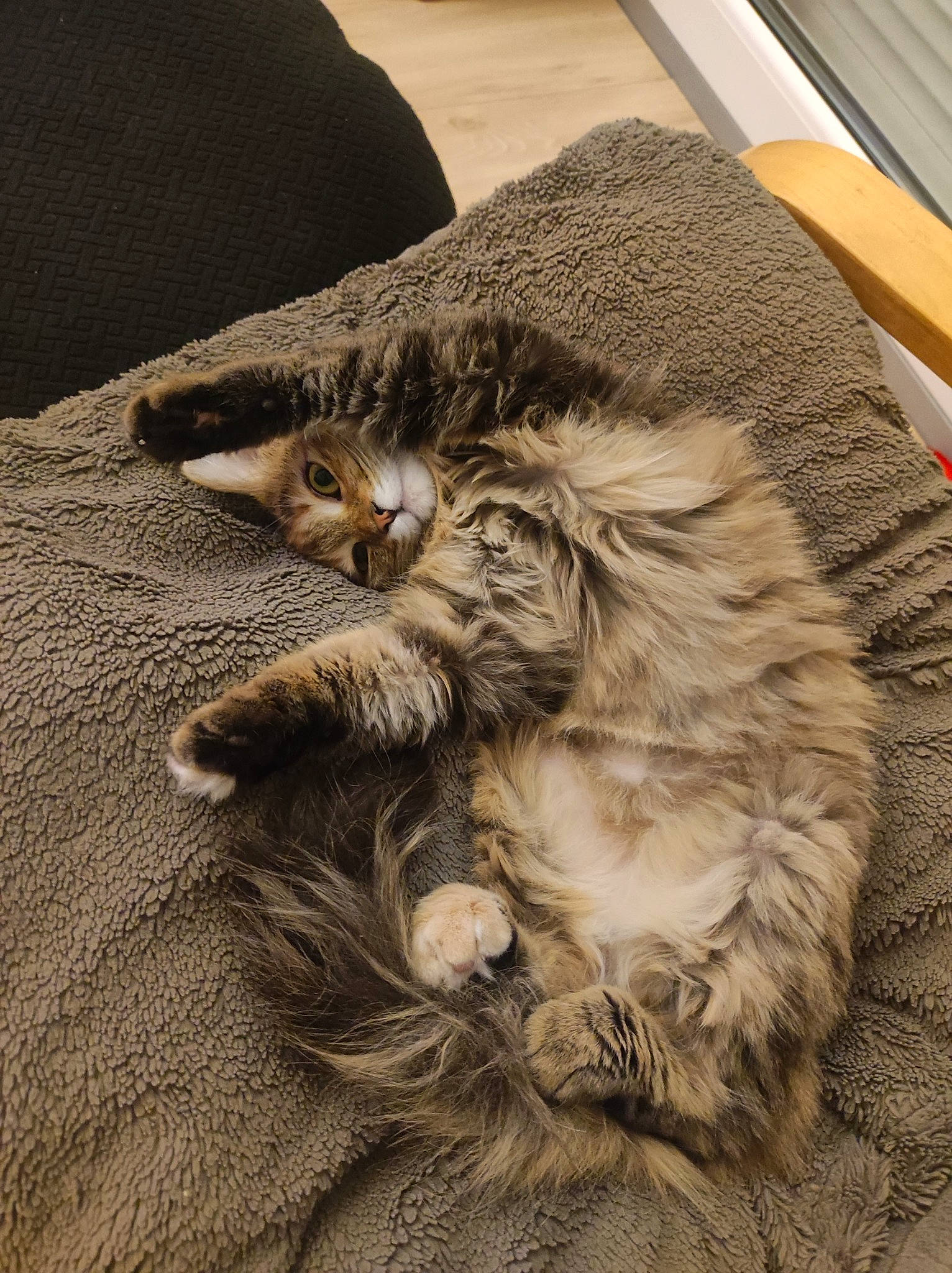 Shelby a rejoint le concours — aidez-le/la à gagner de superbes lots ! carnivore, cat, claw, comfort, domestic_short_haired_cat, felidae, flooring, fur, grey, hardwood, nap, paw, sleep, small_to_medium_sized_cats, tail, terrestrial_animal, whiskers, wood