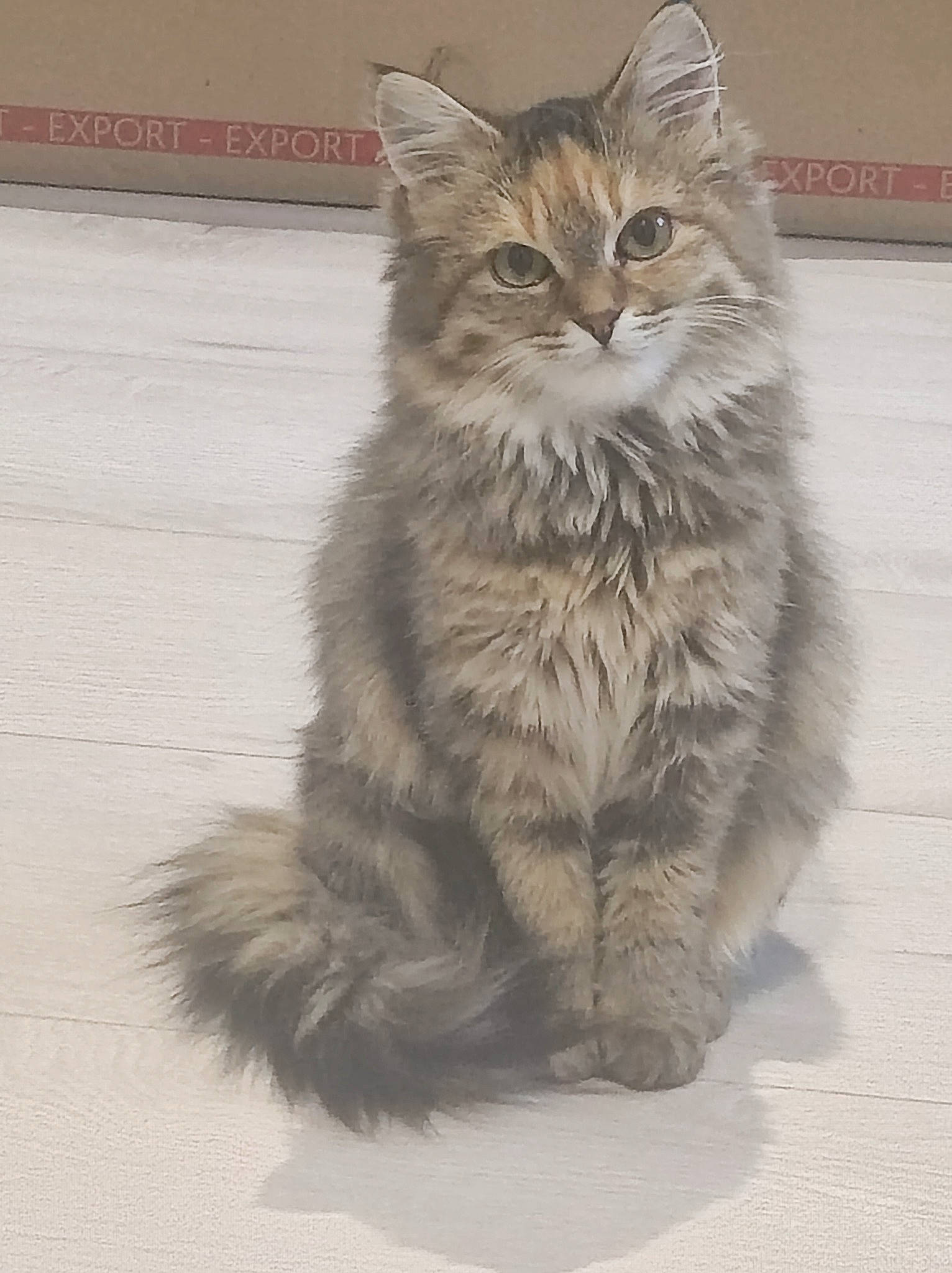 Shelby a rejoint le concours — aidez-le/la à gagner de superbes lots ! automotive_tire, british_longhair, carnivore, cat, felidae, flooring, fur, maine_coon, monochrome_photography, norwegian_forest_cat, paw, small_to_medium_sized_cats, terrestrial_animal, whiskers