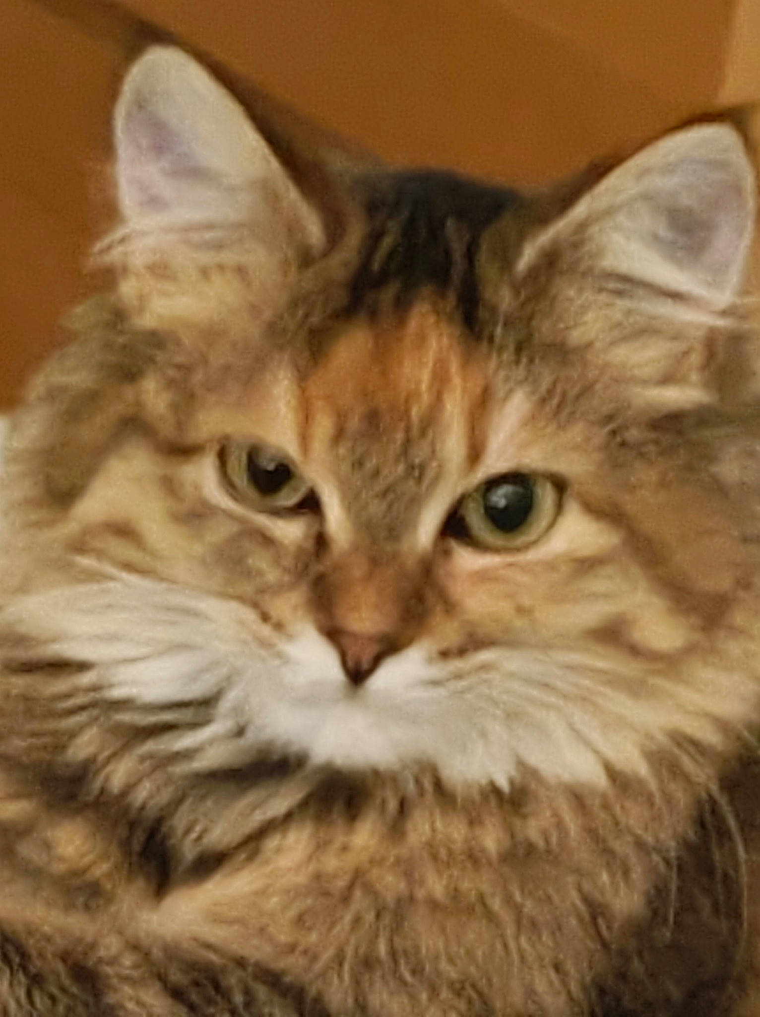Shelby participe au concours pour gagner de l'argent avec cette photo : carnivore, cat, domestic_short_haired_cat, eye, fawn, felidae, fur, hair, head, maine_coon, plant, small_to_medium_sized_cats, snout, terrestrial_animal, whiskers