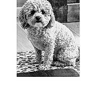 Nala is registered to the contest to win money with this photo: dog, curly_fur, indoor, rug, black_and_white, pet, sitting, floor, wood, texture, animal, companion, cute, small_dog, portrait, fur, domestic_animal, calm, looking_at_camera, home