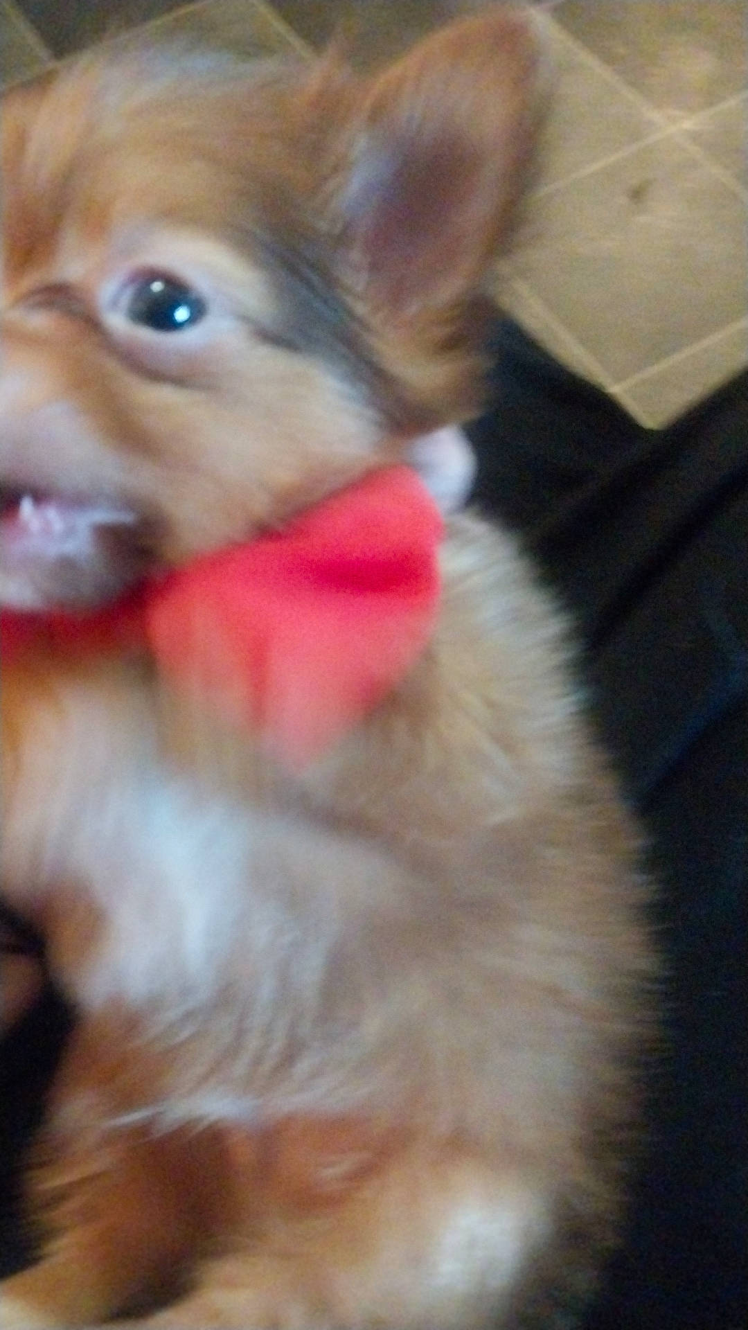 Mellows is registered to the contest to win money with this photo: canidae, carnivore, collar, companion_dog, dog, dog_breed, dog_collar, dog_supply, ear, fawn, firefighter, fur, liver, pet_supply, snout, sporting_group, toy, toy_dog, whiskers, working_animal