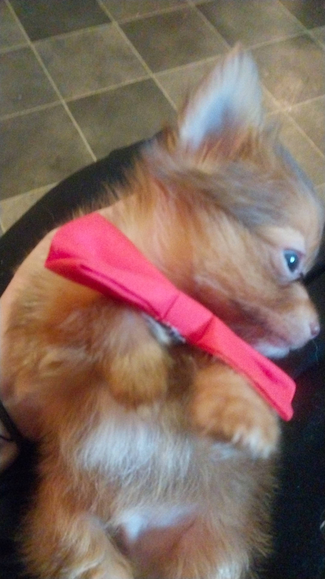 Mellows is registered to the contest to win money with this photo: canidae, carnivore, collar, companion_dog, dog, dog_breed, dog_supply, fawn, fur, german_spitz, german_spitz_klein, liver, mammal, pomeranian, snout, spitz, sporting_group, tail, toy_dog, whiskers