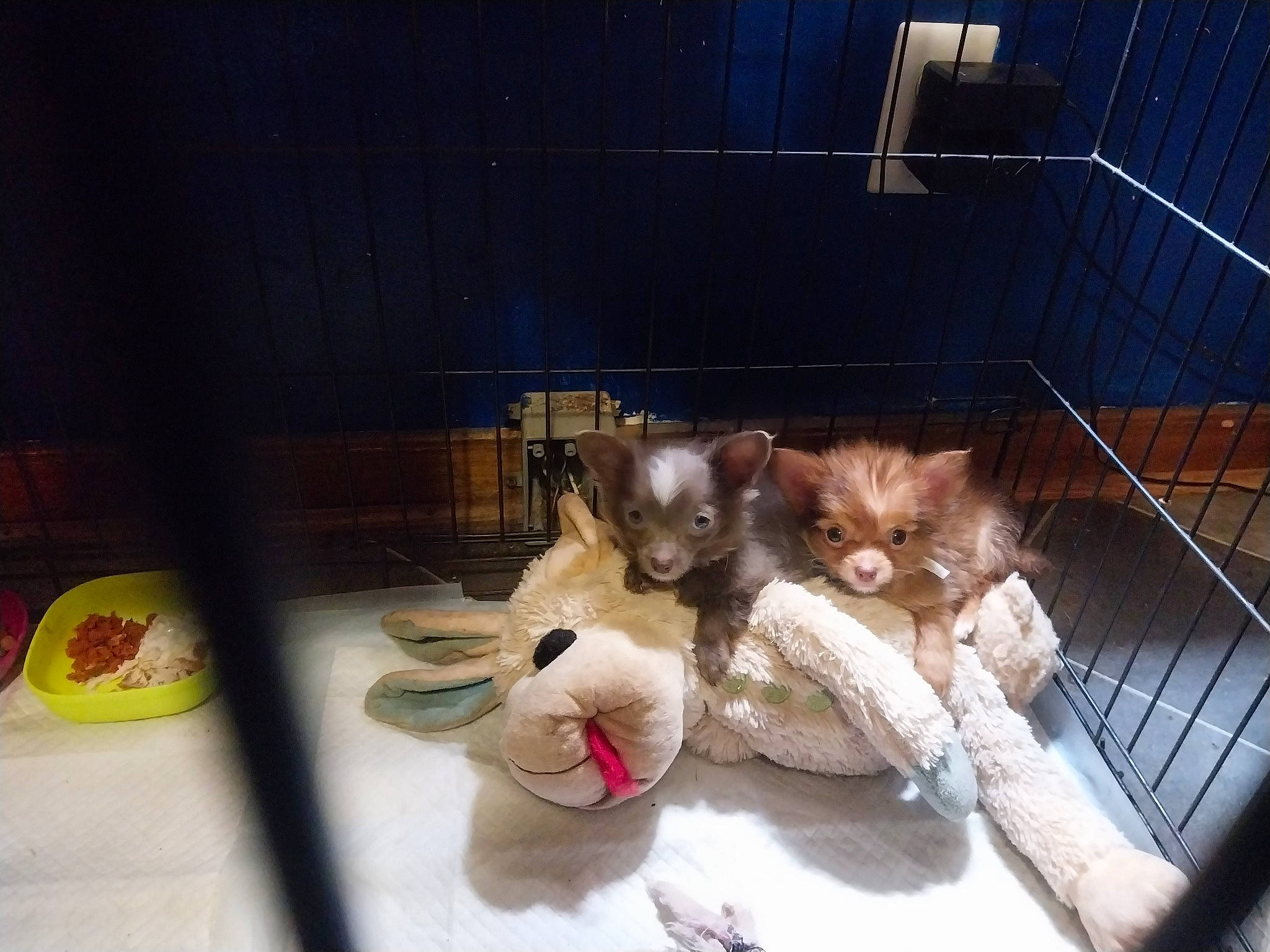 Mellows is registered to the contest to win money with this photo: animal_shelter, box, carnivore, cat, companion_dog, dog_breed, domestic_short_haired_cat, fawn, felidae, fur, mammal, pet_supply, plush, small_to_medium_sized_cats, snout, stuffed_toy, tail, toy, vertebrate, whiskers