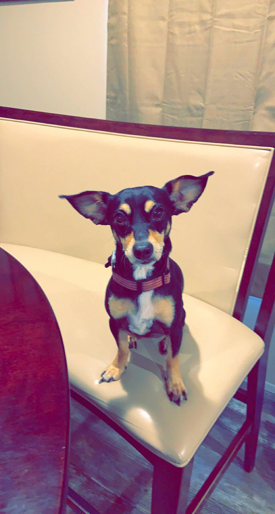 Turbo is registered to the contest to win money with this photo: canidae, carnivore, chair, chihuahua, companion_dog, dog, dog_breed, dog_supply, fawn, fur, magenta, pattern, pink, purple, snout, sporting_group, tail, toy_dog, whiskers, working_animal