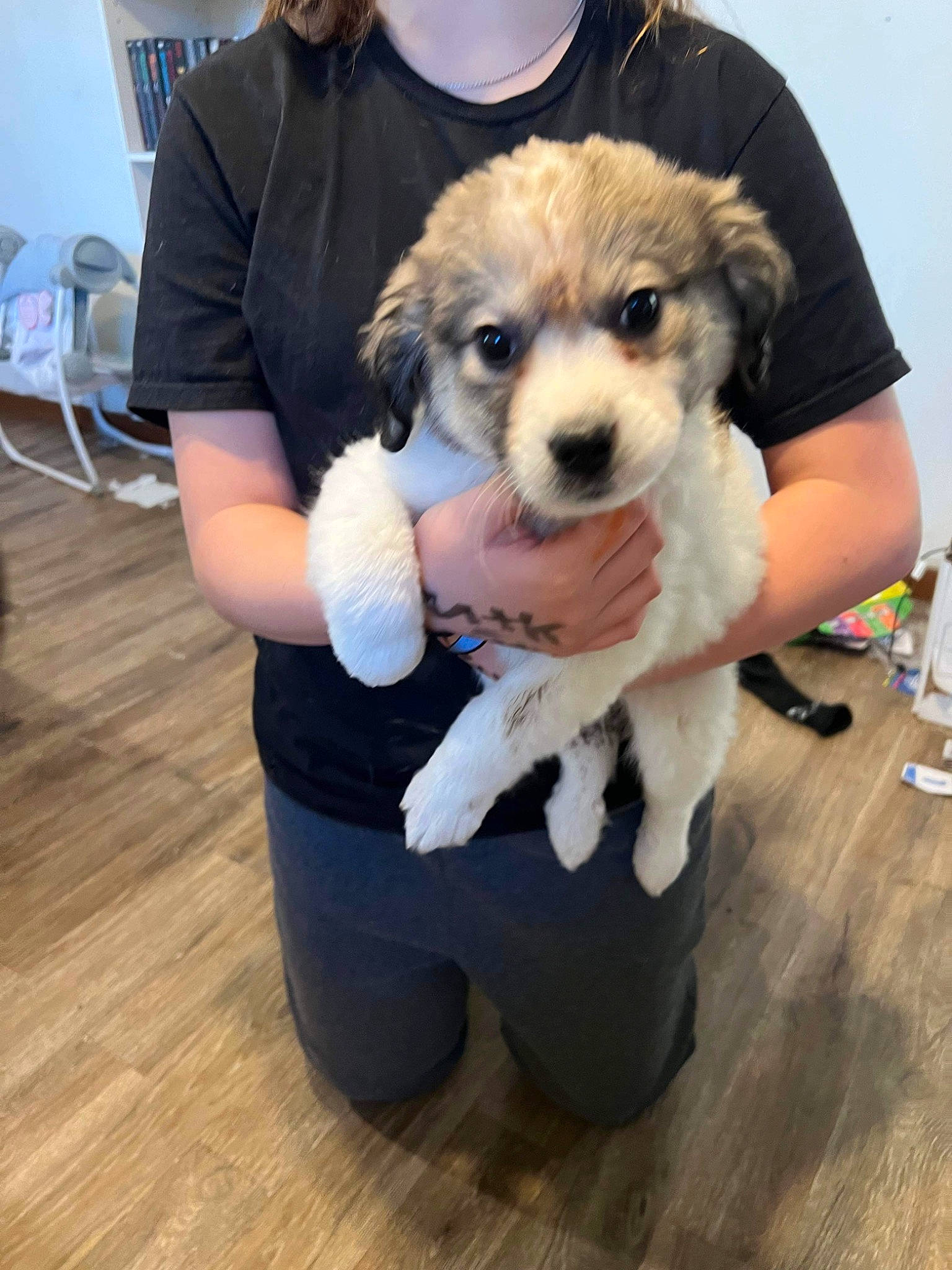 Nova joined the competition — help win amazing prizes! carnivore, chair, companion_dog, conformation_show, dog, dog_breed, dog_clothes, flooring, fur, hardwood, hat, laminate_flooring, leash, puppy, puppy_love, snout, terrier, toy_dog, wood, wood_flooring