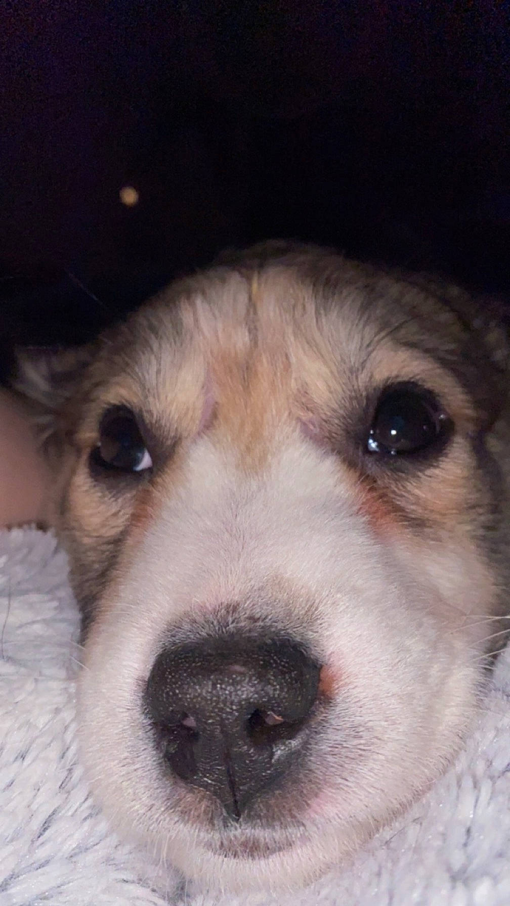 Nova joined the competition — help win amazing prizes! ancient_dog_breeds, canidae, carnivore, companion_dog, dog, dog_breed, ear, fawn, fur, livestock_guardian_dog, non_sporting_group, polish_tatra_sheepdog, puppy, snout, sporting_group, terrestrial_animal, whiskers, working_dog