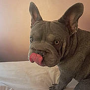 Lola joined the competition — help win amazing prizes! dog, french_bulldog, pet, animal, tongue_out, bed, indoor, cute, ears, fur, wrinkles, looking, expression, close_up, mammal, companion, domestic_animal, sitting, portrait, canine
