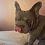 dog, french_bulldog, pet, animal, tongue_out, bed, indoor, cute, ears, fur, wrinkles, looking, expression, close_up, mammal, companion, domestic_animal, sitting, portrait, canine