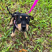 Bella Montes is registered to the contest to win money with this photo: puppy, dog, grass, leash, pink_harness, outdoor, young_animal, cute, pet, animal, small_dog, black_and_tan, nature, playful, ears, eyes, ground, young_puppy, close_up, canine