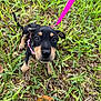 puppy, dog, grass, leash, pink_harness, outdoor, young_animal, cute, pet, animal, small_dog, black_and_tan, nature, playful, ears, eyes, ground, young_puppy, close_up, canine
