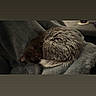 Ash is registered to the contest to win money with this photo: cat, sleeping, curled_up, fur, blanket, gray, cozy, indoor, resting, pet, animal, soft, texture, relaxing, quiet, domestic, cute, feline, warm, nap