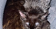 Ash joined the competition — help win amazing prizes! animal, blanket, cat, closeup, companion, cozy, cute, cute_pets, domestic_cat, fur, fur_pattern, indoors, pets, relaxation, resting, sleeping, snuggling, soft, two_animals, warm