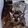 Ash joined the competition — help win amazing prizes! cat, sleeping, snuggling, fur, cozy, blanket, pets, animal, resting, closeup, domestic_cat, cute, companion, indoors, soft, warm, fur_pattern, relaxation, cute_pets, two_animals