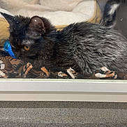 Ash joined the competition — help win amazing prizes! animal, black_cat, blanket, captive, cat, curious, cute, domestic_cat, feline, glass_enclosure, gray_fur, indoor, kitten, paw, pet_bed, resting, soft_fur, toy, whiskers, young_cat