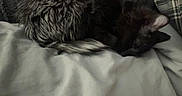 Ash joined the competition — help win amazing prizes! cat, sleeping, bed, blanket, pillow, plaid, fur, cozy, indoor, resting, animal, pet, dark, quiet, soft, relaxed, cute, feline, nap, comfort