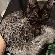 Ash joined the competition — help win amazing prizes! cat, animal, pet, furry, black_cat, gray_fur, curled_up, lap, person, shirt, text, amber_eyes, indoor, close_up, cozy, resting, fur_texture, cute, domestic_cat, relaxed