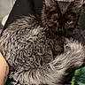 cat, animal, pet, furry, black_cat, gray_fur, curled_up, lap, person, shirt, text, amber_eyes, indoor, close_up, cozy, resting, fur_texture, cute, domestic_cat, relaxed