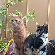 Kumo Et Ambre a rejoint le concours — aidez-le/la à gagner de superbes lots ! cat, orange_cat, calico_cat, pet, indoor, plant, collar, feline, animal, domestic_cat, two_cats, table, leafy_plant, sitting, fur, whiskers, eyes, ears, tail, background