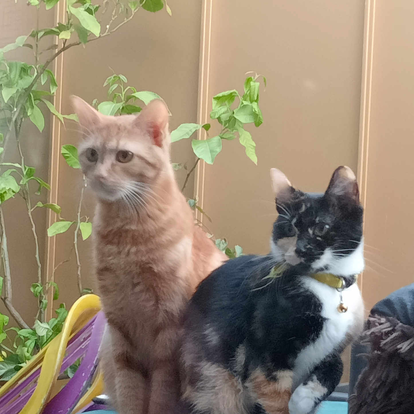 Kumo Et Ambre a rejoint le concours — aidez-le/la à gagner de superbes lots ! animal, background, calico_cat, cat, collar, domestic_cat, ears, eyes, feline, fur, indoor, leafy_plant, orange_cat, pet, plant, sitting, table, tail, two_cats, whiskers