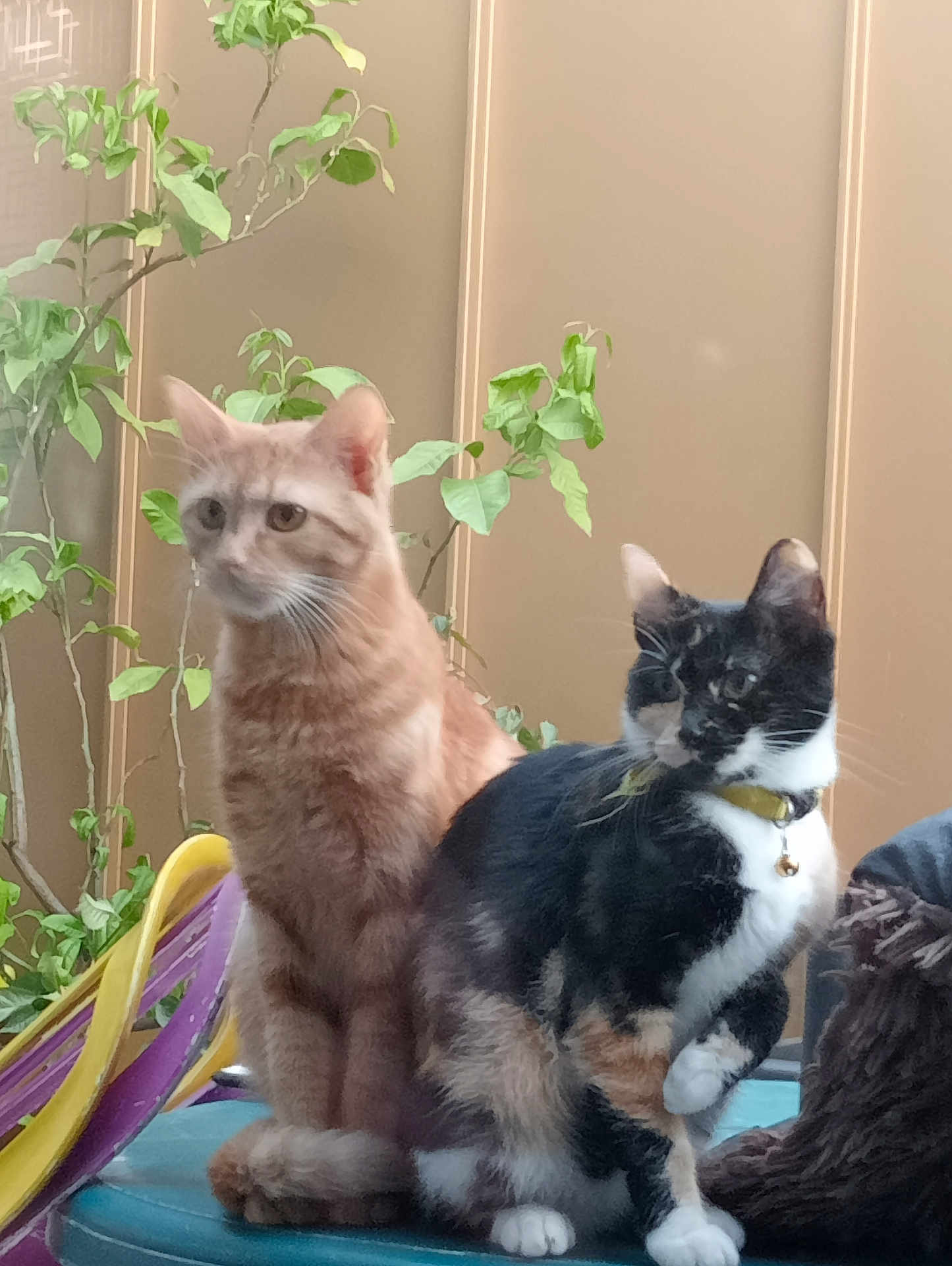 Kumo Et Ambre a rejoint le concours — aidez-le/la à gagner de superbes lots ! cat, orange_cat, calico_cat, pet, indoor, plant, collar, feline, animal, domestic_cat, two_cats, table, leafy_plant, sitting, fur, whiskers, eyes, ears, tail, background