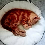 Kumo participe au concours pour gagner de l'argent avec cette photo : abyssinian, animal, basket, bed, blanket, canine, cat, couch, cushion, furniture, homedecor, indoors, kitten, manx, person, pet, photography, quilt, siamese, sleeping