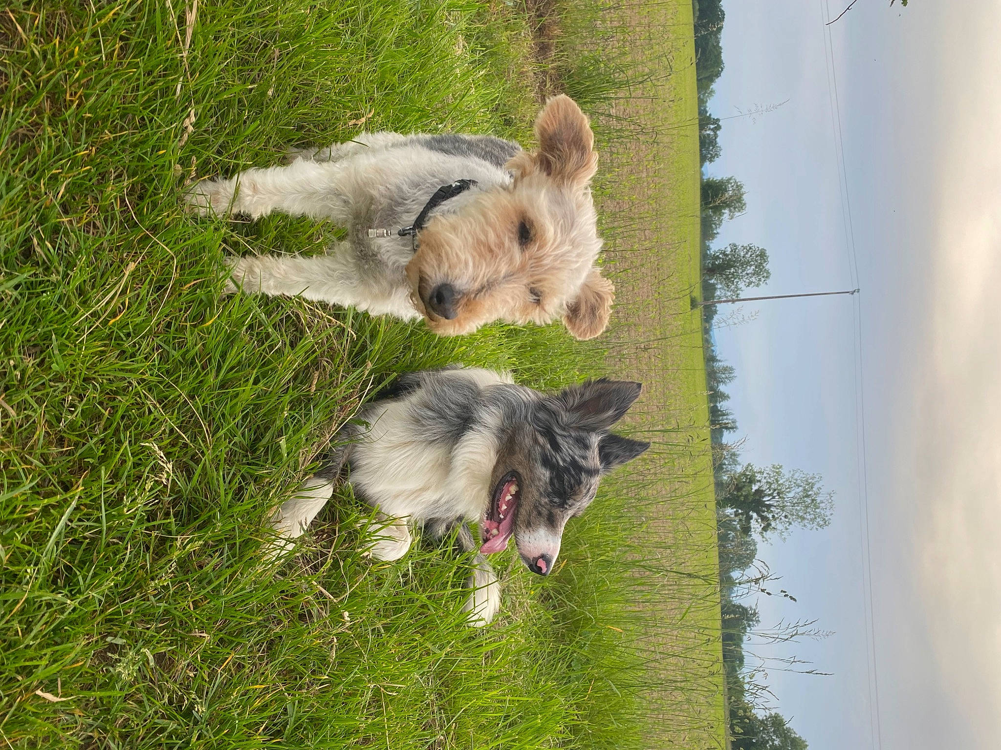 Toby participe au concours pour gagner de l'argent avec cette photo : canidae, carnivore, cloud, collar, companion_dog, dog, dog_breed, fawn, fur, grass, grassland, plant, sky, sporting_group, tail, terrier, tree, water, wolf, working_animal