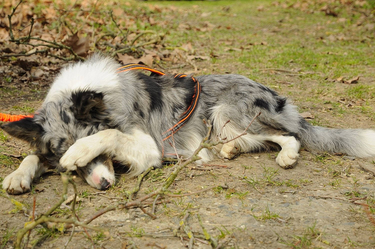 Toby a rejoint le concours — aidez-le/la à gagner de superbes lots ! australian_shepherd, canidae, carnivore, carpathian_shepherd_dog, companion_dog, dog, dog_breed, fur, grass, herding_dog, plant, snout, soil, sporting_group, terrestrial_animal, wildlife, working_animal, working_dog