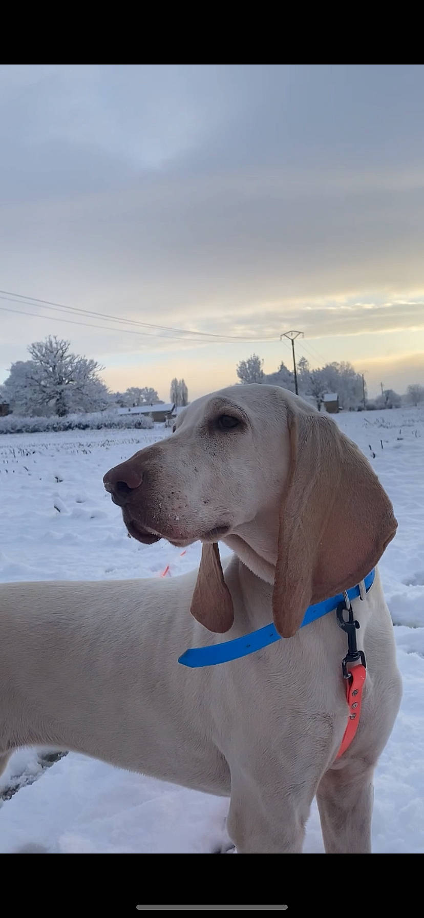 Tyna a rejoint le concours — aidez-le/la à gagner de superbes lots ! canidae, carnivore, cloud, collar, companion_dog, dog, dog_breed, dog_supply, fawn, freezing, ice_cap, pet_supply, recreation, sky, snout, snow, sporting_group, tree, winter, working_animal