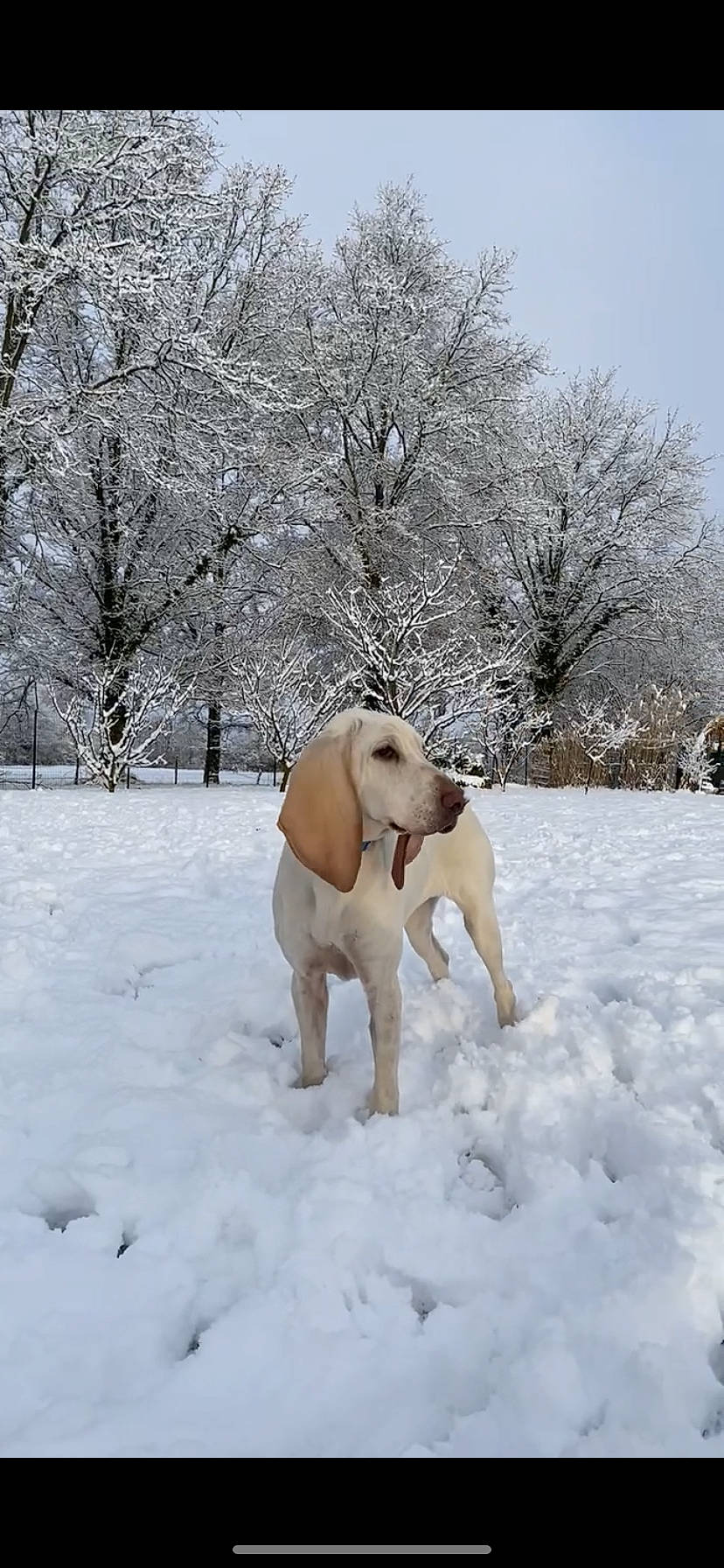 Tyna participe au concours pour gagner de l'argent avec cette photo : canidae, carnivore, companion_dog, dog, dog_breed, fawn, freezing, fur, pet_supply, playing_in_the_snow, precipitation, recreation, sky, snow, sporting_group, tail, tree, twig, winter, working_animal