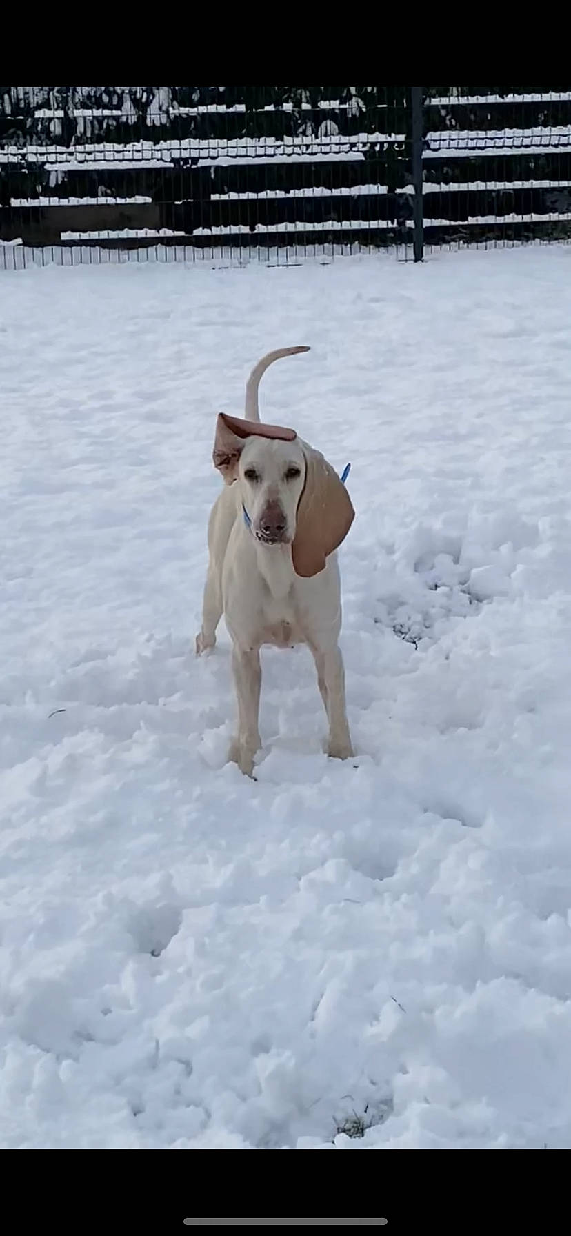 Tyna participe au concours pour gagner de l'argent avec cette photo : ball, canidae, carnivore, collar, companion_dog, dog, dog_breed, dog_collar, dog_supply, fawn, freezing, pet_supply, precipitation, snow, sporting_group, tail, toy, winter, working_animal, working_dog