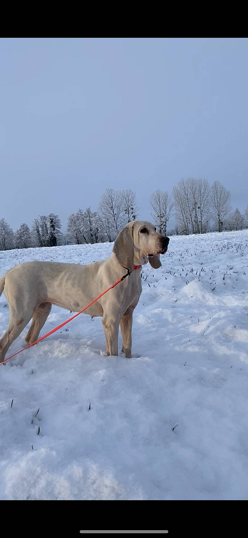 Opium participe au concours pour gagner de l'argent avec cette photo : canidae, carnivore, collar, dog, dog_breed, dog_collar, dog_supply, fawn, freezing, gun_dog, pet_supply, sky, slope, snout, snow, sporting_group, tail, tree, winter, working_animal