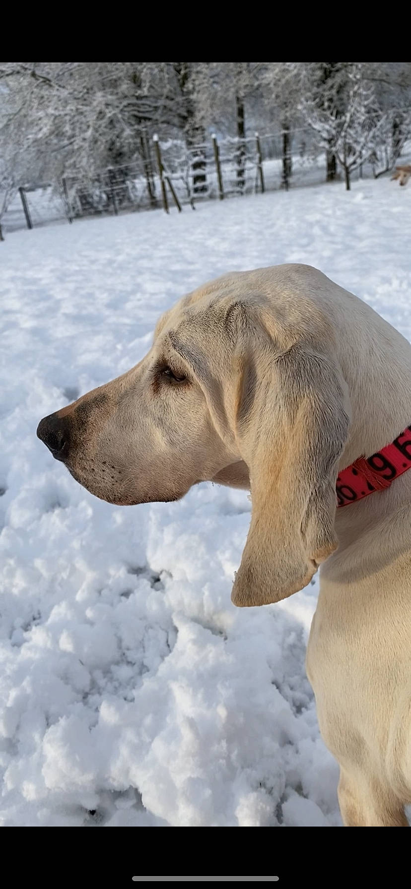 Opium a rejoint le concours — aidez-le/la à gagner de superbes lots ! canidae, carnivore, collar, companion_dog, dog, dog_breed, dog_collar, dog_supply, fawn, freezing, fur, liver, pet_supply, snout, snow, sporting_group, terrestrial_animal, whiskers, winter, working_animal
