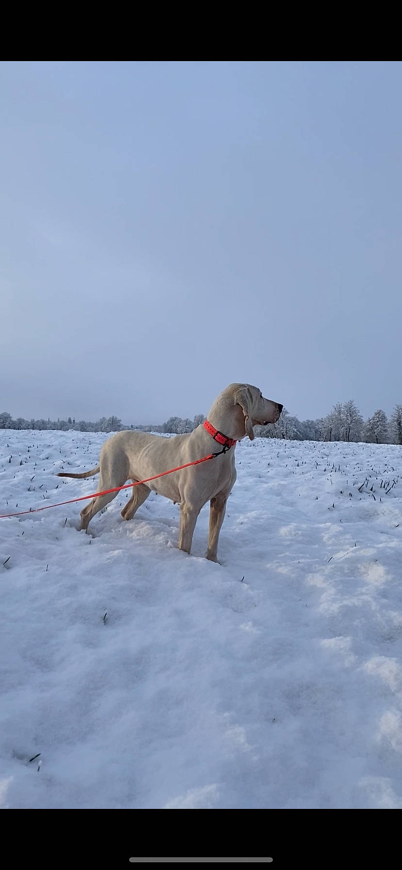 Opium participe au concours pour gagner de l'argent avec cette photo : canidae, carnivore, collar, dog, dog_breed, dog_collar, dog_supply, fawn, freezing, hunting_dog, pet_supply, sky, slope, snow, sporting_group, tail, winter, working_animal, working_dog