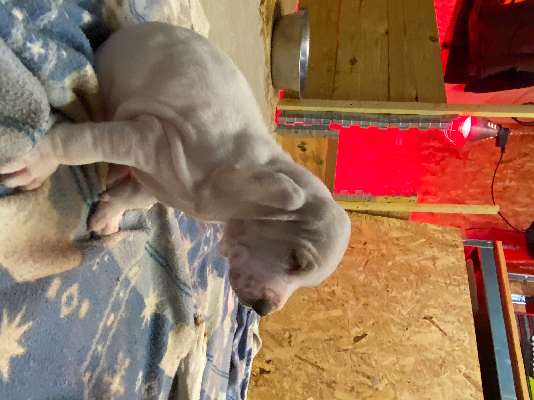 Opium participe au concours pour gagner de l'argent avec cette photo : bovine, fawn, foot, human_leg, landscape, livestock, pack_animal, recreation, soil, sporting_group, wood, working_animal, wrinkle