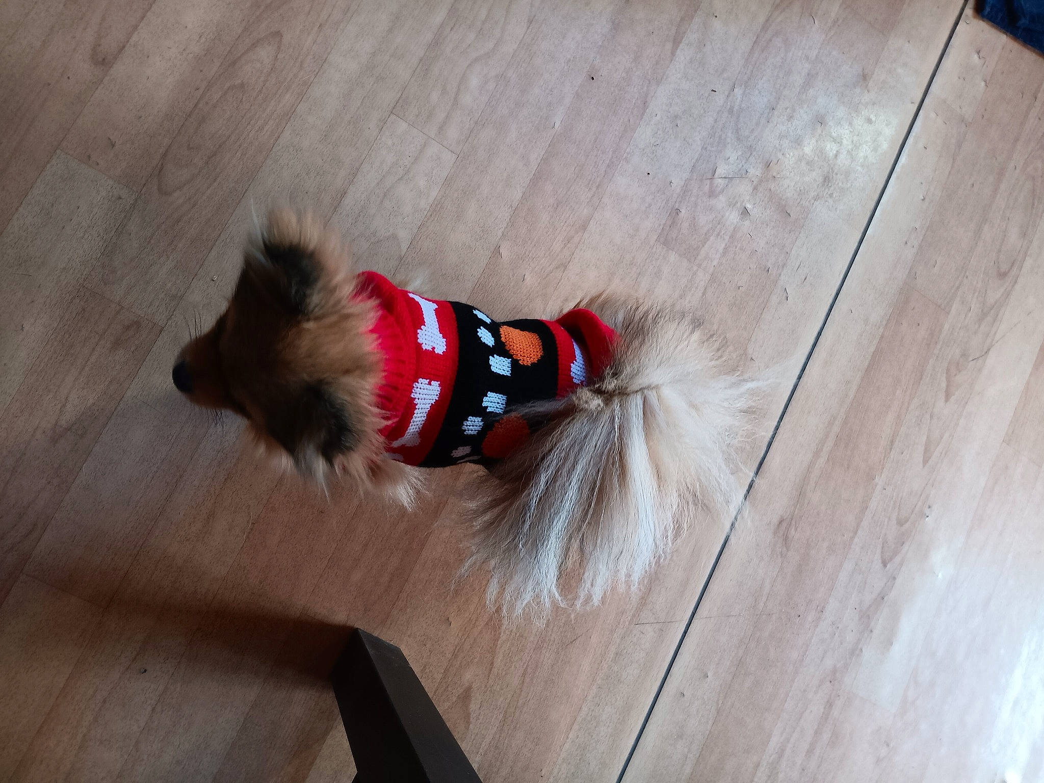 Telekia a rejoint le concours — aidez-le/la à gagner de superbes lots ! canidae, carnivore, companion_dog, dog, dog_breed, dog_supply, fawn, floor, flooring, foot, hardwood, human_leg, laminate_flooring, liver, snout, sporting_group, tail, varnish, wood, wood_stain