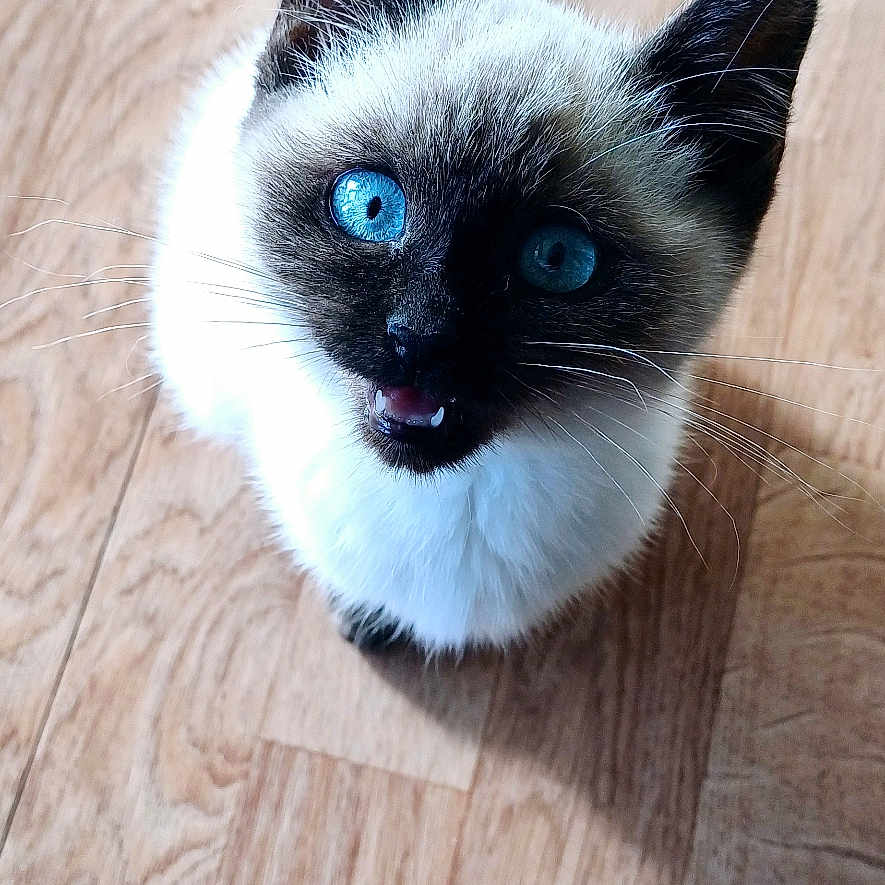 Moon a rejoint le concours — aidez-le/la à gagner de superbes lots ! animal, cat, hardwood, kitten, manx, pet, plywood, siamese, wood