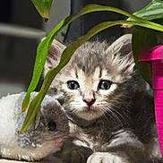 Chacha participe au concours pour gagner de l'argent avec cette photo : animal, cat, closeup, curious, cute, fur, green, indoor, kitten, leaf, pet, pink_pot, plant, small, snuggling, soft_toy, striped, tablecloth, toy_mouse, young