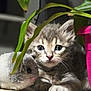 animal, cat, closeup, curious, cute, fur, green, indoor, kitten, leaf, pet, pink_pot, plant, small, snuggling, soft_toy, striped, tablecloth, toy_mouse, young