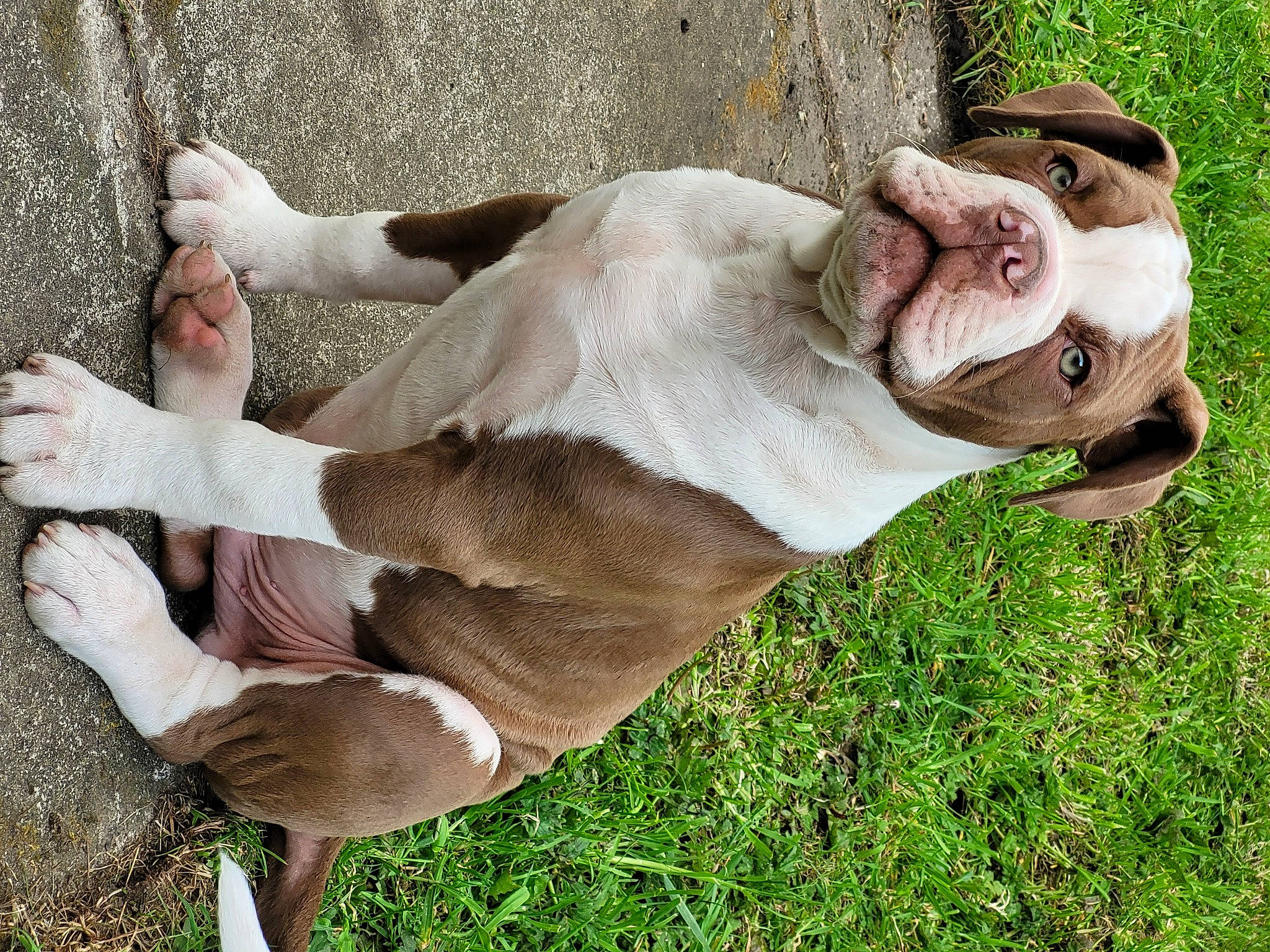 Bentley is registered to the contest to win money with this photo: canidae, comfort, companion_dog, dog, dog_breed, fawn, foot, fur, grass, human_leg, knee, plant, snout, sporting_group, terrestrial_animal, thigh, wildlife, wood, working_animal, wrinkle