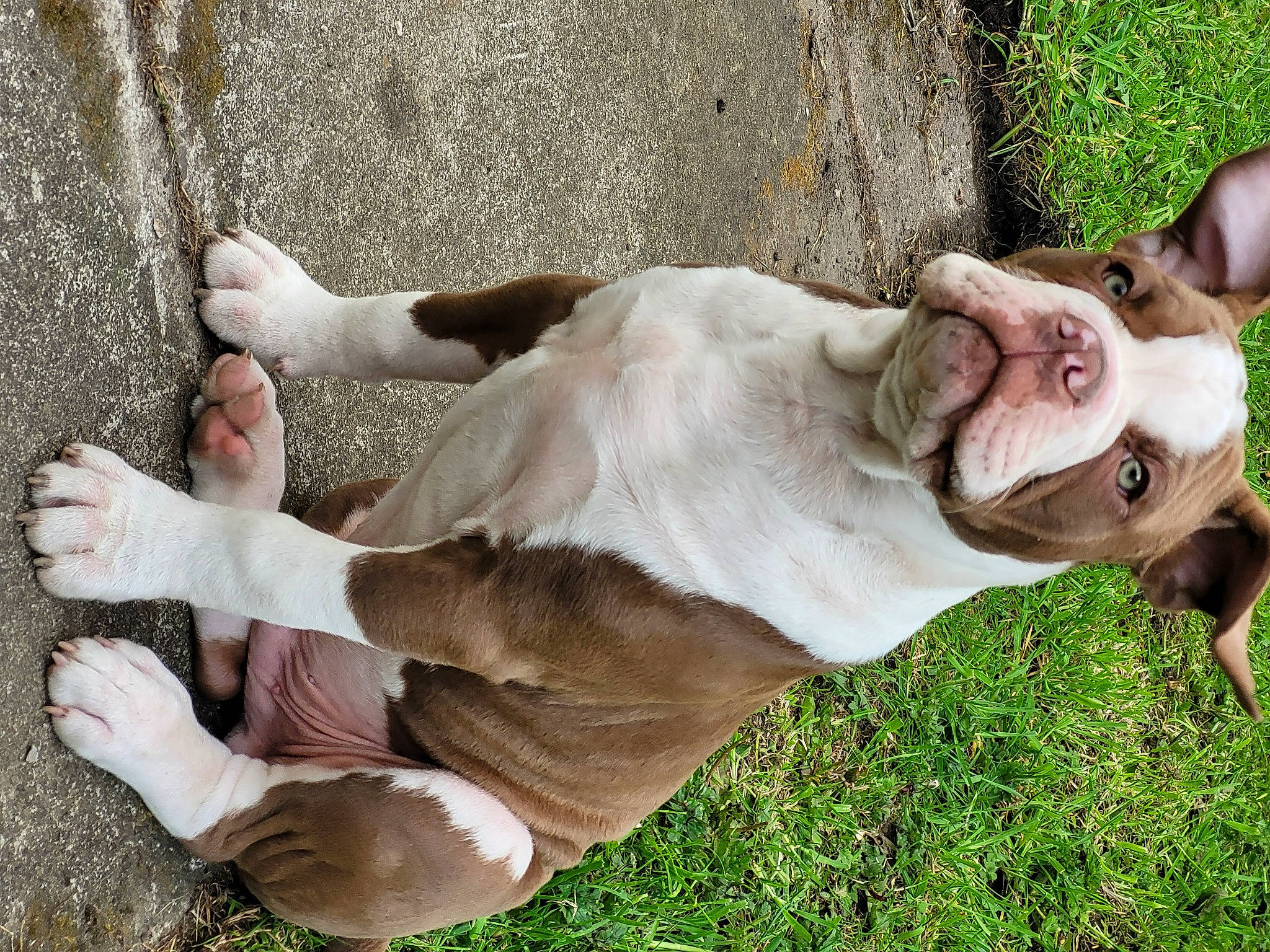 Bentley joined the competition — help win amazing prizes! canidae, carnivore, collar, comfort, companion_dog, dog, dog_breed, dog_collar, fawn, foot, grass, human_leg, liver, pet_supply, plant, snout, sporting_group, tail, terrestrial_animal, working_animal