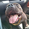 Urko participe au concours pour gagner de l'argent avec cette photo : dog, canine, pet, tongue_out, gold_chain, car_interior, happy, close_up, black_dog, sitting, mouth_open, teeth, floor, door_handle, airbag, seat, paw, fur, indoor, vehicle