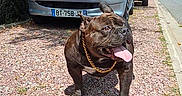 Urko participe au concours pour gagner de l'argent avec cette photo : dog, bulldog, chain_collar, gravel, car, silver_car, sidewalk, tree, greenery, church, building, sky, clouds, outdoor, sunny, daytime, pet, animal, tongue_out, happy
