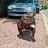 dog, bulldog, chain_collar, gravel, car, silver_car, sidewalk, tree, greenery, church, building, sky, clouds, outdoor, sunny, daytime, pet, animal, tongue_out, happy